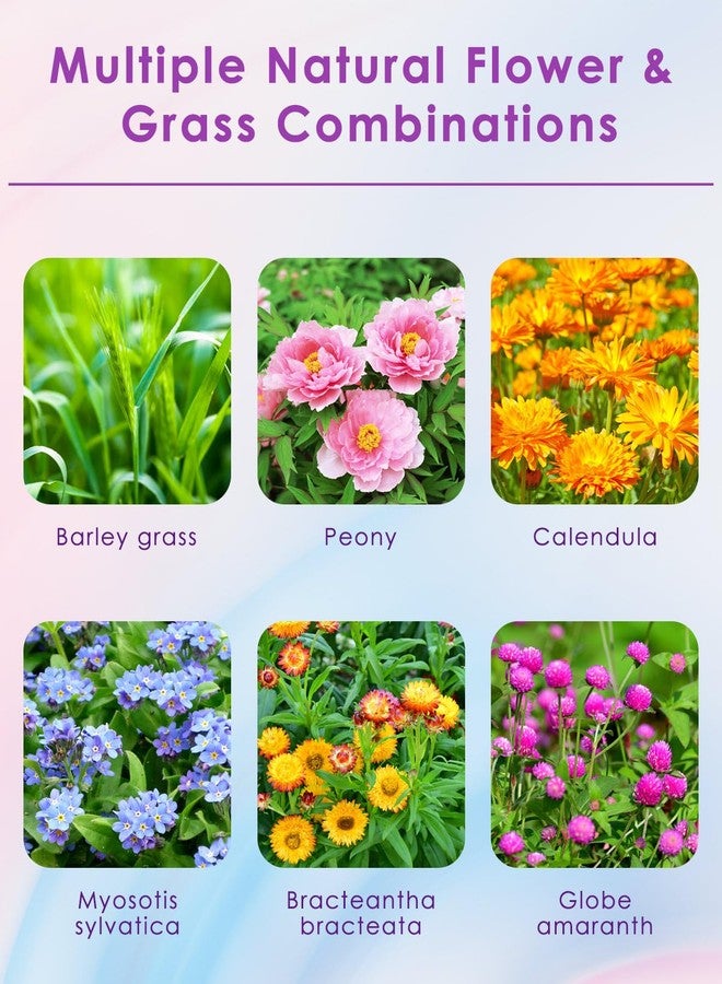 Bissap Natural Flower & Herb Hamster Bedding 300g/10.5oz, Small Animal Flower Habitat Decor for Syrian Dwarf Hamster Gerbil Chinchilla Mice Degu and Other Small Pet Flower Bedding Odor Control Forage - Image 2